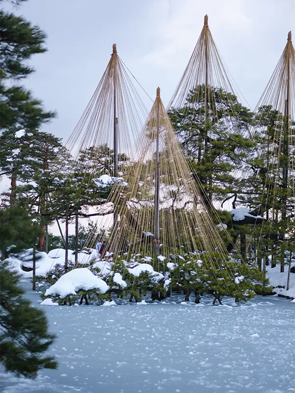 Kenrokuen Tree